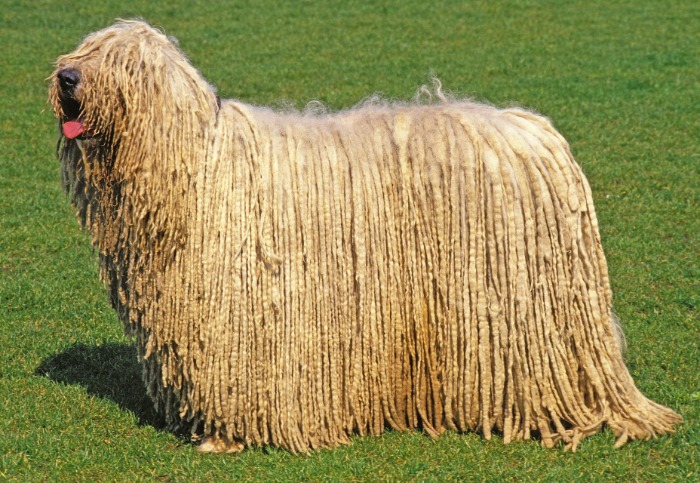 Hungária Komondor Klub Klubkiállítás és tenyészszemle