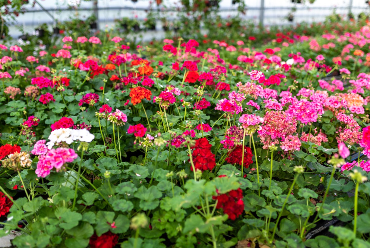 Eco-garden